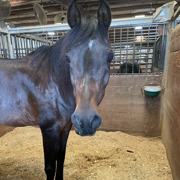 Meet your Posher, Patty - Picture 3 of 7